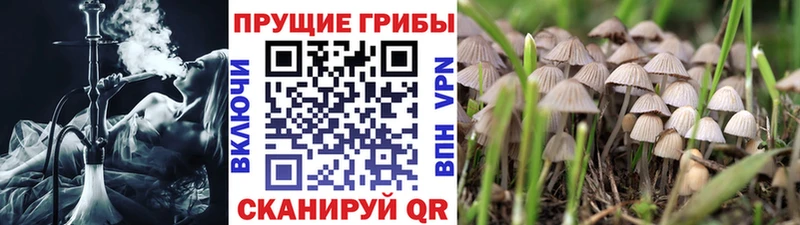 Псилоцибиновые грибы Psilocybine cubensis  Можайск 